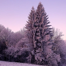 Snowy, viewes, winter, trees