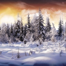 Spruces, Planet, winter, snow