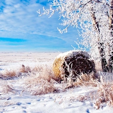 winter, trees, straw