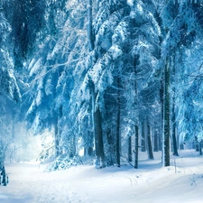 winter, forest, Way