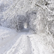 winter, forest, Way