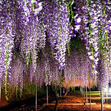 wistaria, purple, Flowers