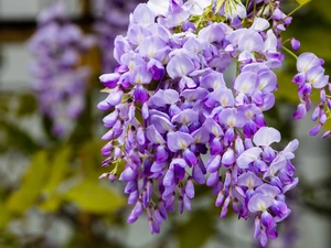 wistaria, twig, Violet