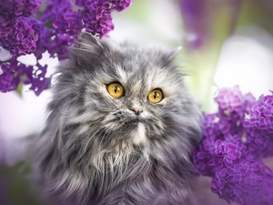 blur, Persian Cat, without