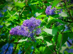 without, Flowers, lilac