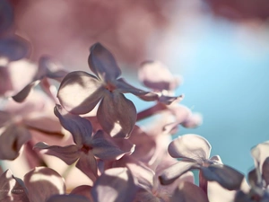 Pink, Bush, Flowers, without