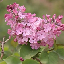 twig, Flowers, Leaf, without