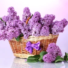 without, basket, Violet