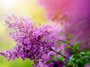 Violet, twig, Flowers, without