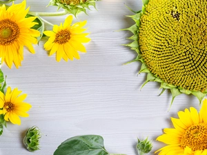boarding, Nice sunflowers, Wood