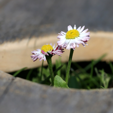 Heart, Wood, daisies, cut, Two