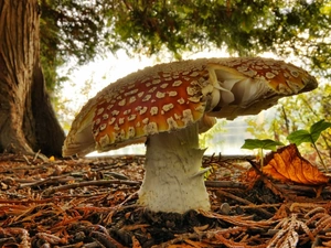 toadstool, litter, wood, forest