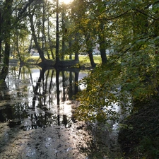 Wooded, ivy, trees, viewes, Pond - car