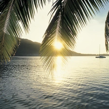 Leaf, water, Yacht, Palms