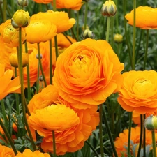 glaucoma, Asian Ranunculus, Yellow