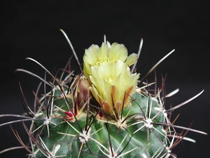 Cactus, Flowers, Spikes, Yellow