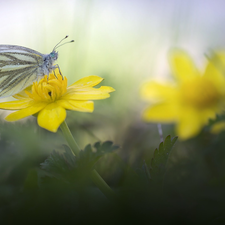 butterfly, Yellow, Colourfull Flowers, Cabbage