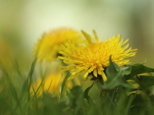 Colourfull Flowers, dandelion, Yellow