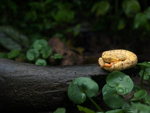 convoluted, Snake, Leaf, Yellow