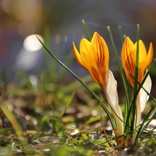 crocuses, Yellow