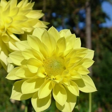 Yellow, Flowers, dahlias