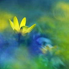 Colourfull Flowers, fig buttercup, Yellow