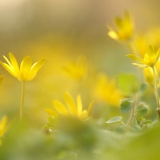 Flowers, fig buttercup, Yellow