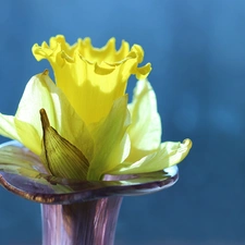 Colourfull Flowers, jonquil, Yellow