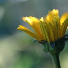 Colourfull Flowers, Marigold, Yellow