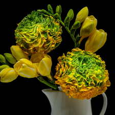 Yellow and Green, Yellow, Freesias, Flowers