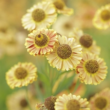 Flowers, Helenium Hybridum, Yellow