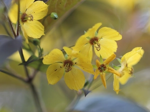 Flowers, Fringed Loosestrife, Yellow