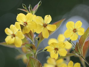 Flowers, Fringed Loosestrife, Yellow