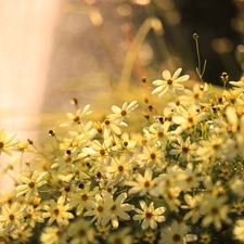 Flowers, Coreopsis Verticillata, Yellow