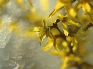 forsythia, Flowers, Bush, Yellow