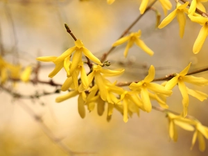 forsythia, Flowers, Twigs, Yellow