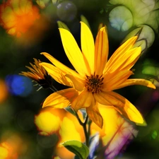 Flowers, Jerusalem artichoke, Yellow