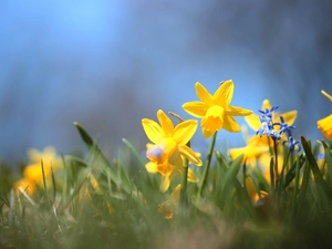 Jonquil, Flowers, squill, Yellow