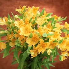 Alstroemeria, bouquet, Yellow