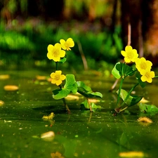 Flowers, marigolds Mud, Yellow