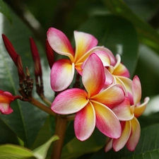 Plumeria, pink, Yellow Honda