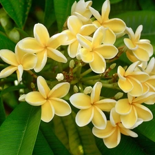 Yellow Honda, Plumeria