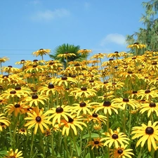 Yellow Honda, Rudbeckia