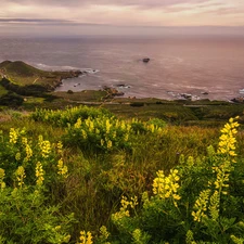 sea, Flowers, lupine, Yellow