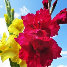 Yellow, gladiolus, Sky, clouds, Red, Colourfull Flowers