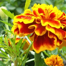 Tagetes, orange, Yellow Honda