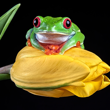 Yellow, strange frog, dark, background, tulip, Red eyed tree frog