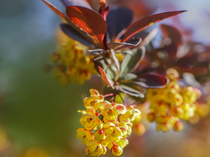 twig, Flowers, barberry, Yellow