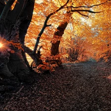 viewes, Yellow, Path, Leaf, sun, trees, autumn, rays