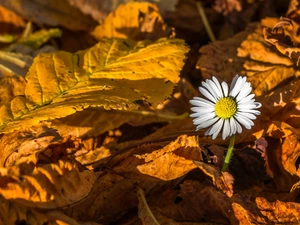 Colourfull Flowers, daisy, Yellowed, Leaf, autumn